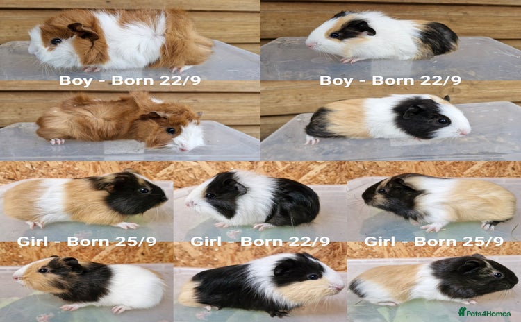 Guinea Pig rodents - Advert 3