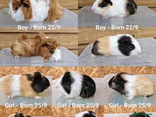 Guinea Pig rodents - Advert 1