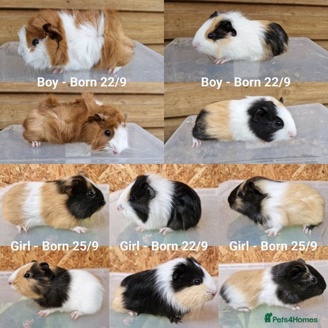 Guinea Pig rodents - Advert 3