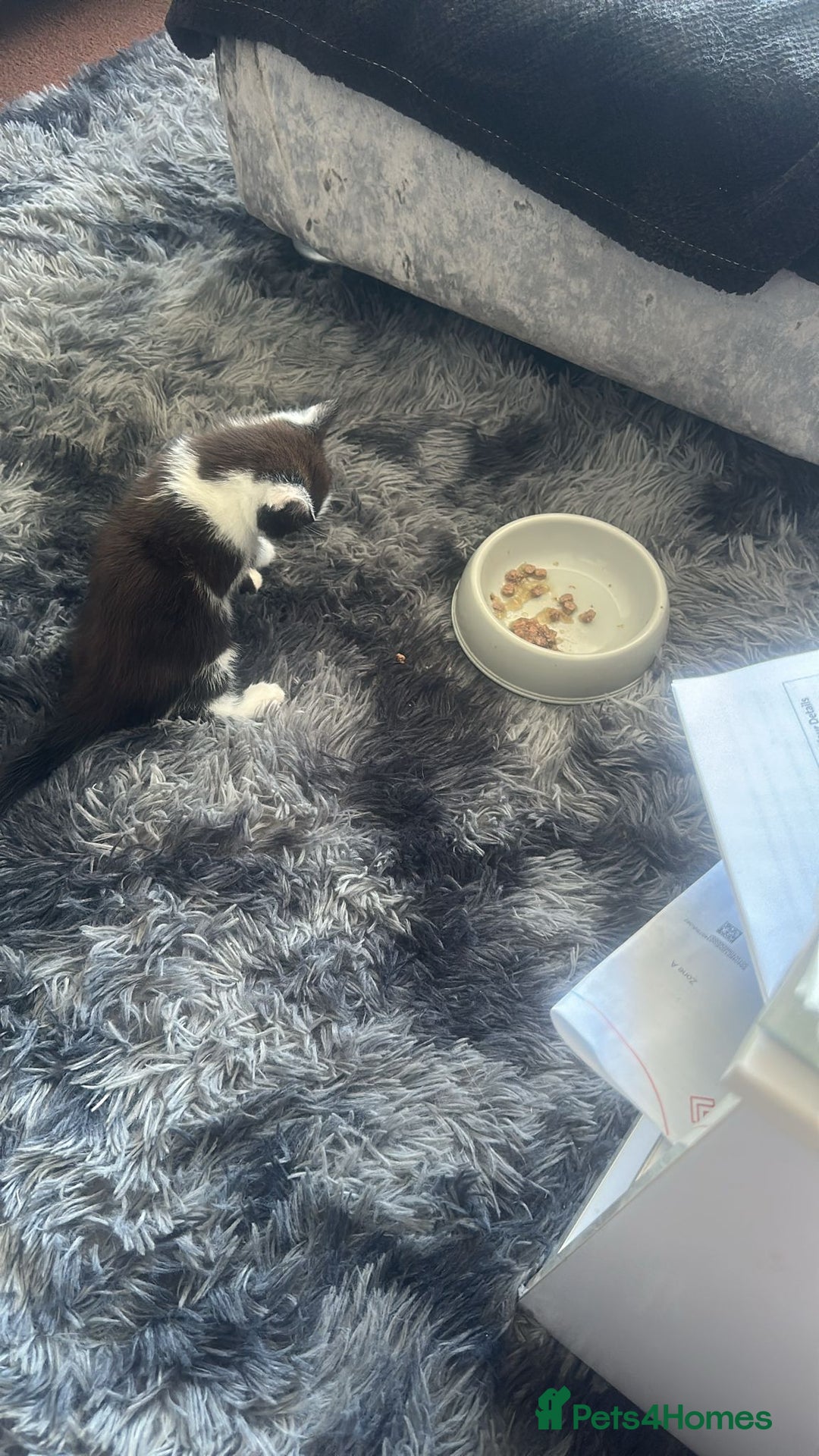 Mixed Breed cats for sale: Kitten  - Image 2