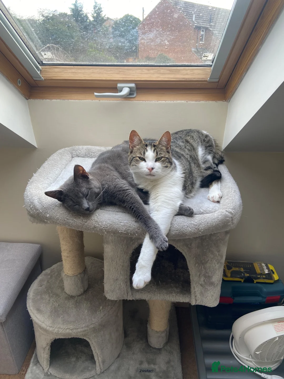 British Shorthair cats for sale: 2 bonded cats for rehoming - Advert 1