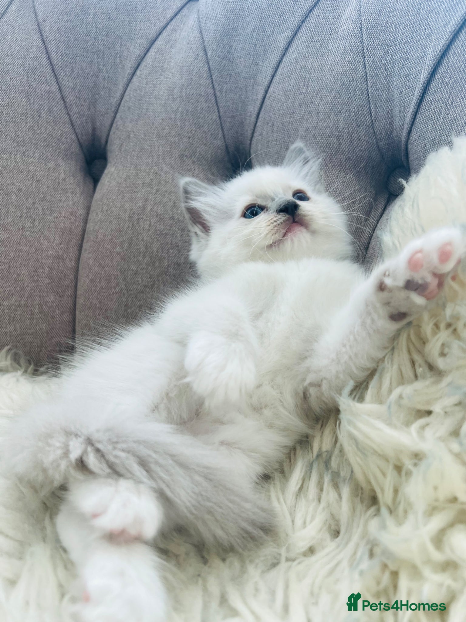 Ragdoll cats Ragdoll pure breed kittens!!! - Advert 1