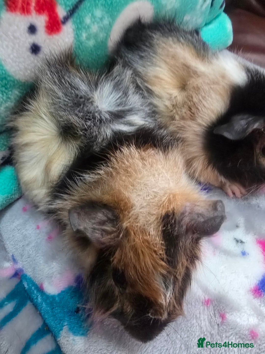 Guinea Pig rodents for sale: Funky Boars - Advert 7