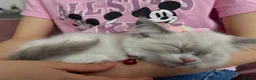 Ragdoll cats for sale: Child Friendly Ragdoll and Ragdoll Cross Kittens  - Advert 13