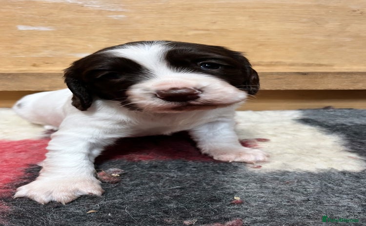English Springer Spaniel dogs - Advert 5