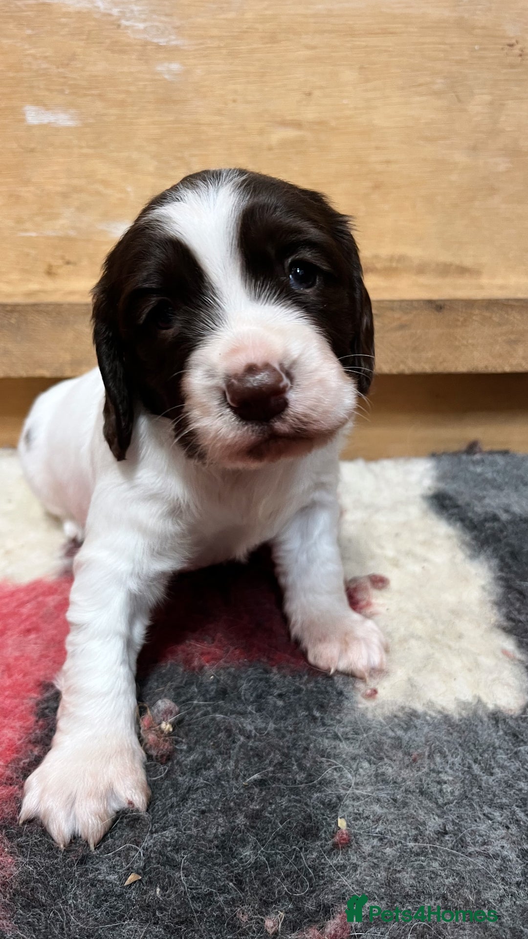 English Springer Spaniel dogs for sale: ENGLISH SPRINGER SPANIELS - Image 1