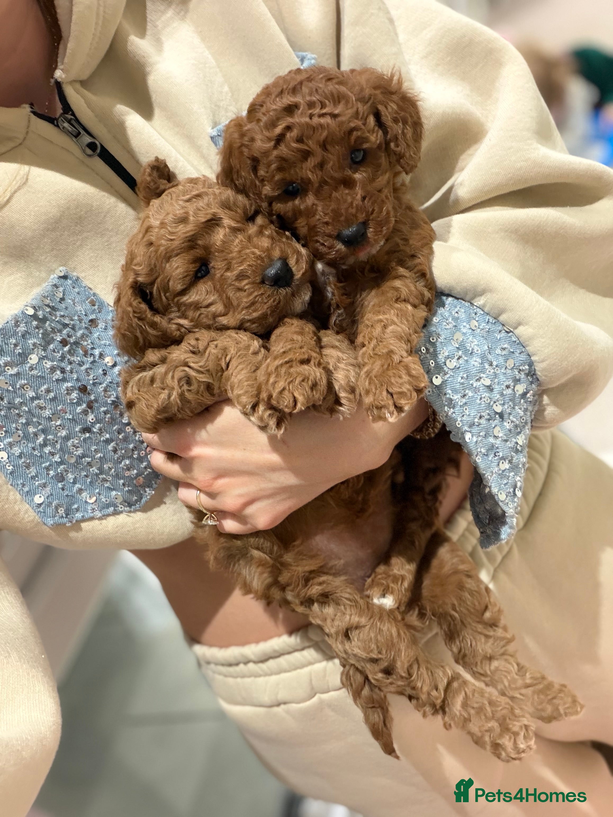 Cockapoo dogs 2 teddy bear F1B Cockapoo girls available  - Advert 4