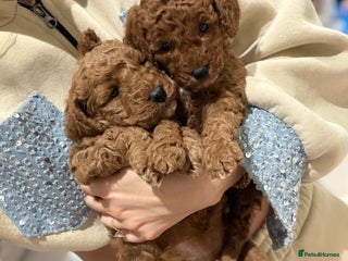Cockapoo dogs 2 teddy bear F1B Cockapoo girls available - Advert 4