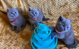 British Shorthair cats for sale: GCCF registered ChampionBloodline 5GENpedigree BSH - Image 5