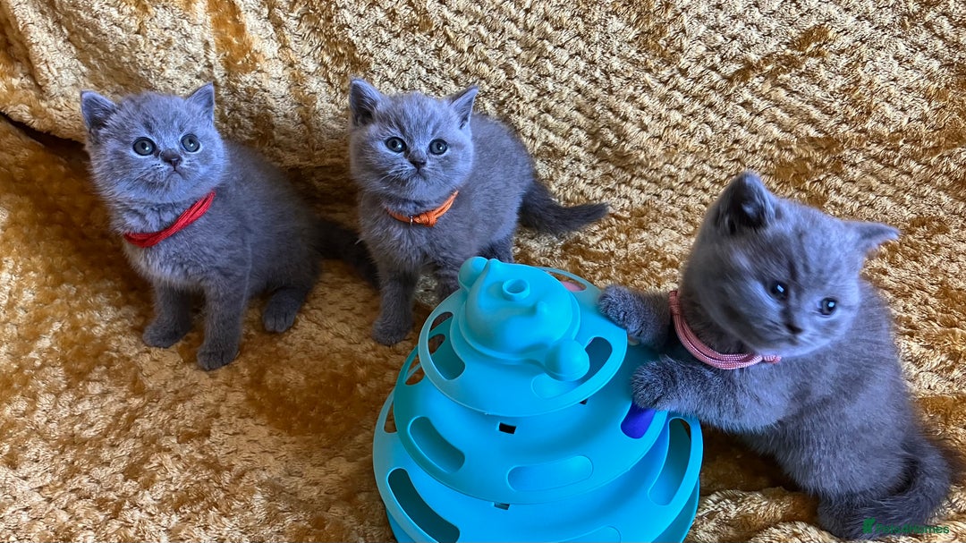 British Shorthair cats for sale: GCCF registered ChampionBloodline 5GENpedigree BSH - Image 5