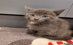 Mixed Breed cats for sale: 5 beautiful kittens looking for their forever home - Image 19