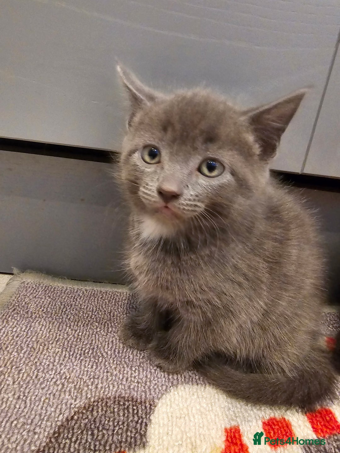 Mixed Breed cats for sale: 5 beautiful kittens looking for their forever home - Image 19