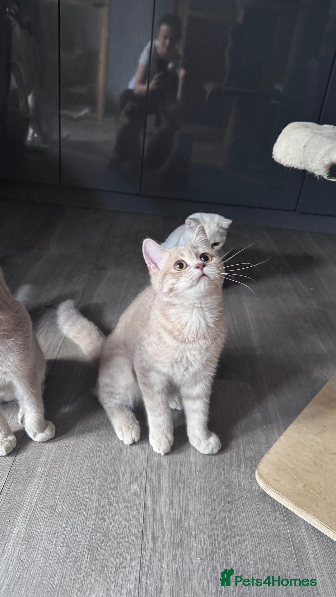 Scottish Fold cats for sale: Tica pedigree Scottish Fold and Scottish straight  in Croydon - Image 8