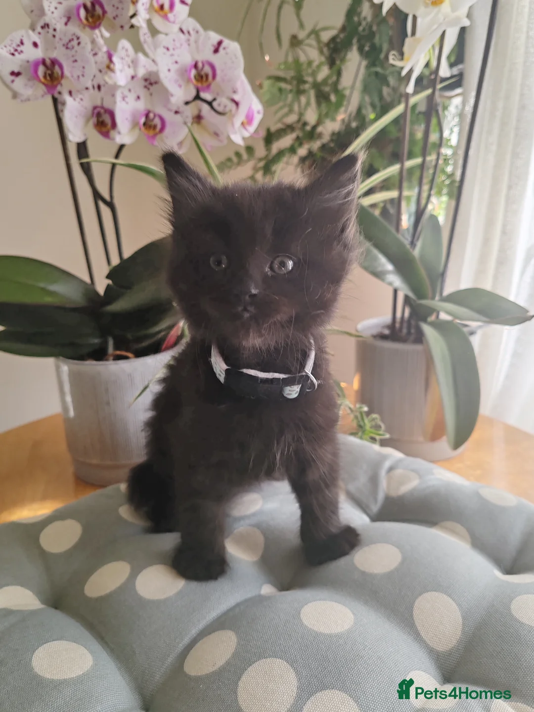 Mixed Breed cats for sale: Adorable Mixed-breed  kittens.  - Advert 2