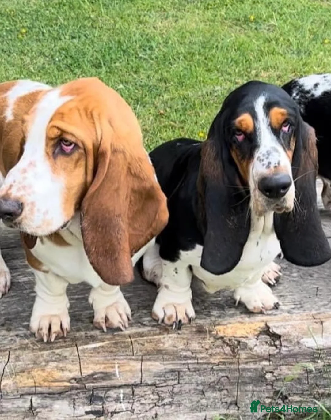 Basset Hound dogs for stud: Kc reg red and white proven Basset for stud in Cullompton - Advert 20