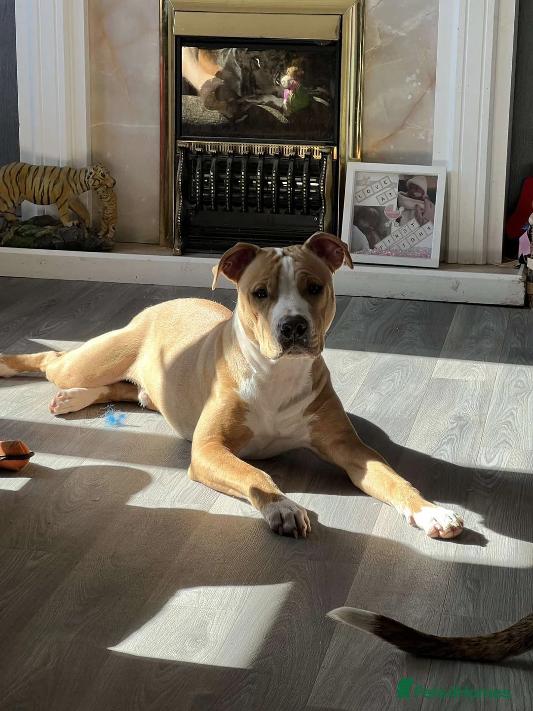 American Bulldog dogs for stud: Proven American bulldog stud  in Glasgow - Advert 5