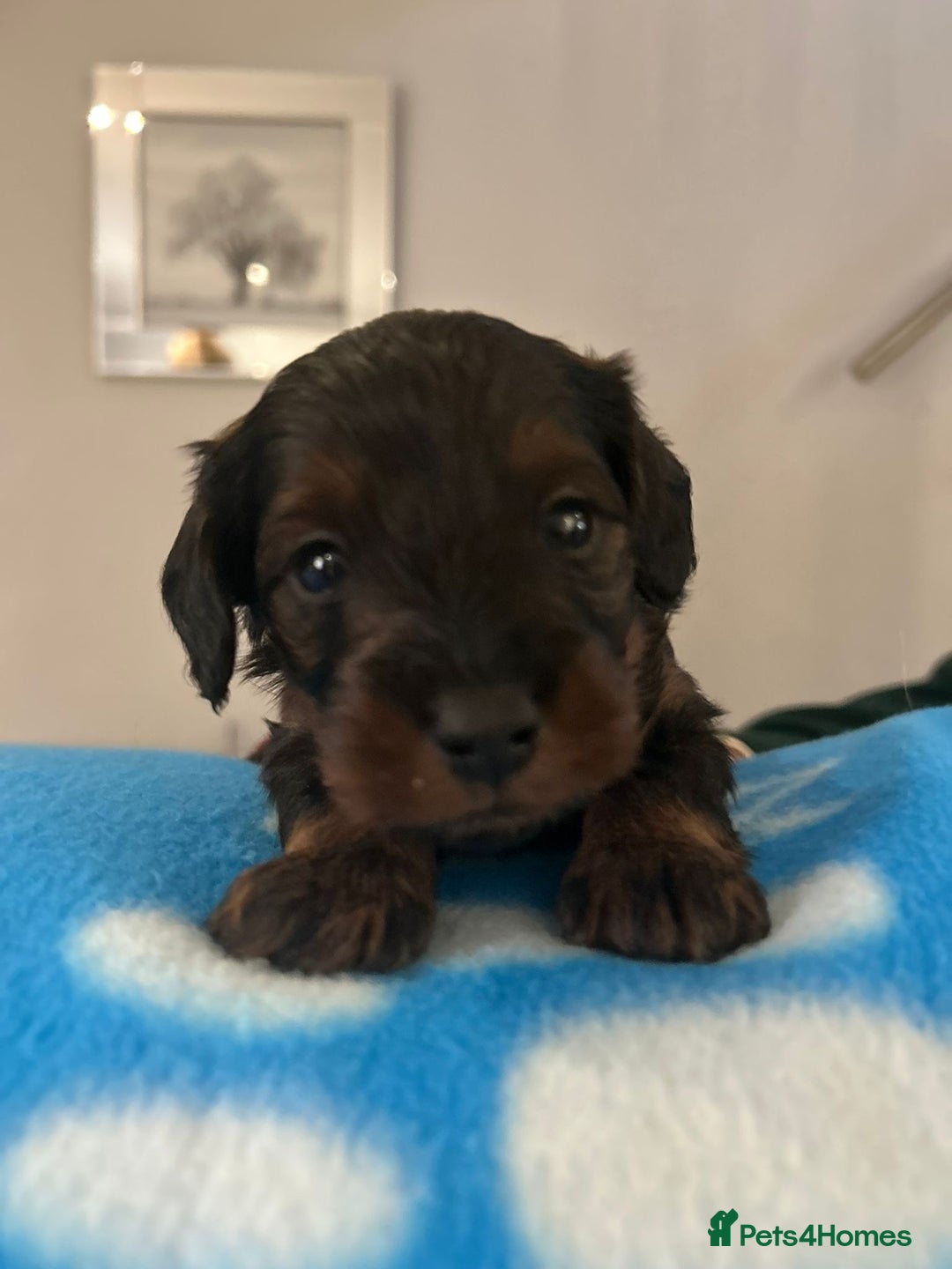 Mixed Breed dogs for sale: Doxiepoo pups - Advert 6