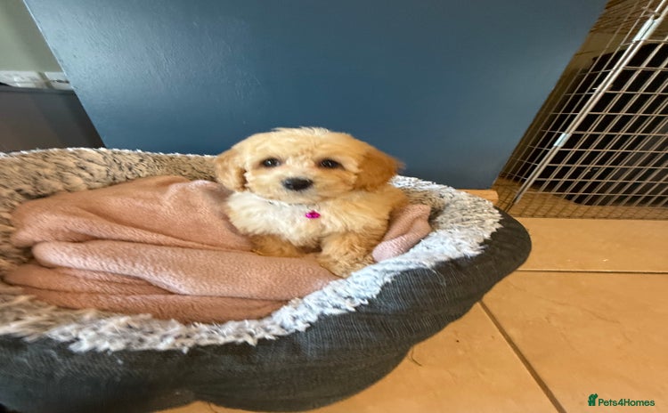 Cavapoochon dogs - Advert 11