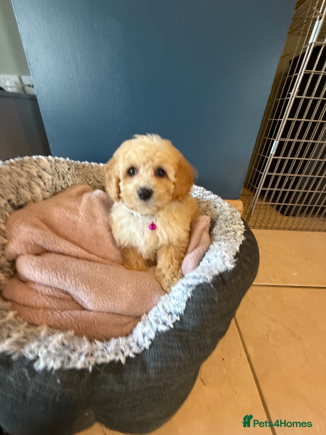 Cavapoochon dogs for sale: Toy Cavapoochon Puppy - Image 1