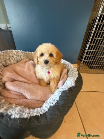 Cavapoochon puppies for sale | Pets4Homes