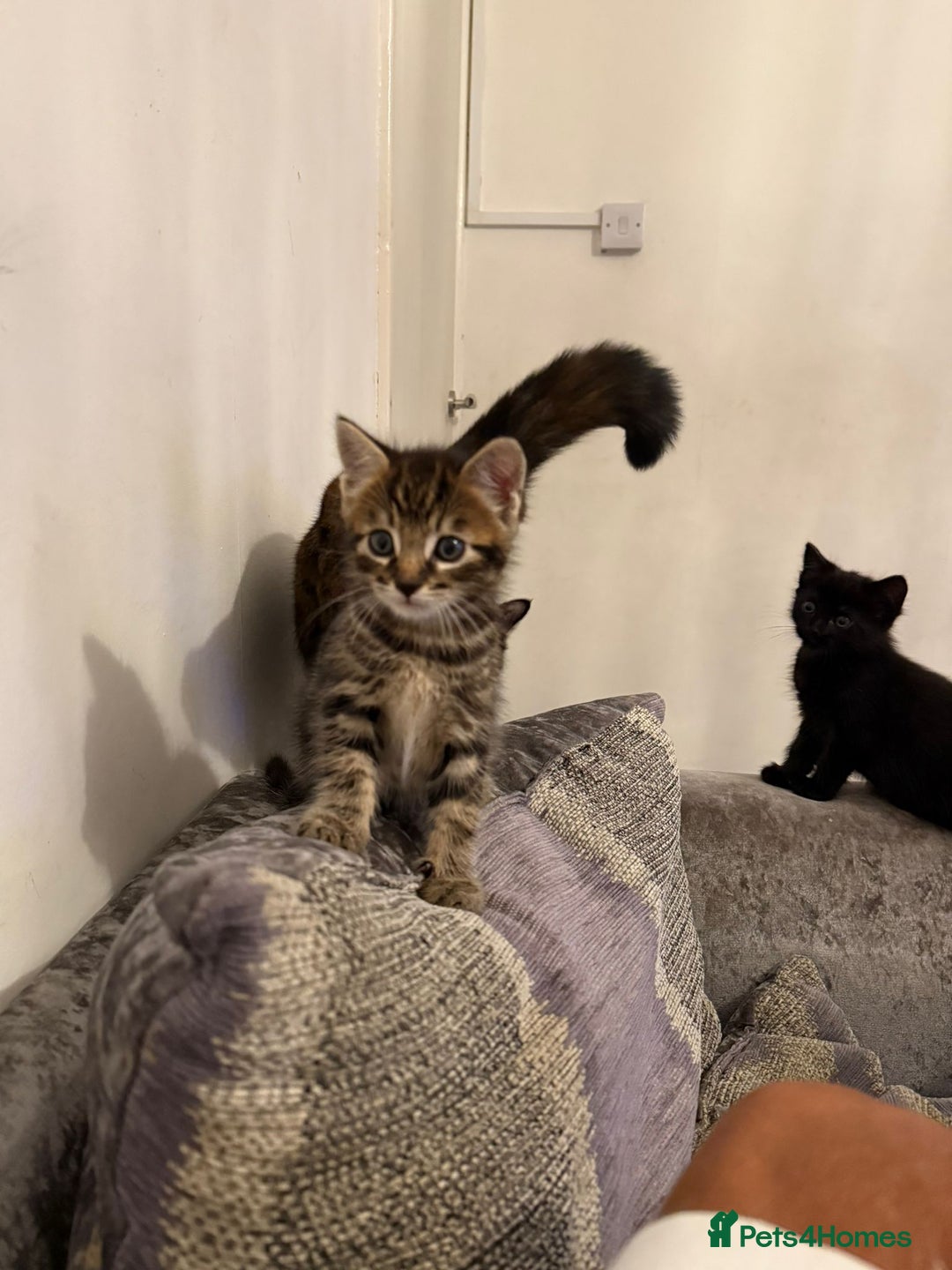 Domestic Shorthair cats for sale: 2 little kittens looking for thier forever home - Image 6