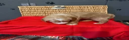 Mixed Breed dogs for sale: Goldendoodle puppies ready to go - Advert 14