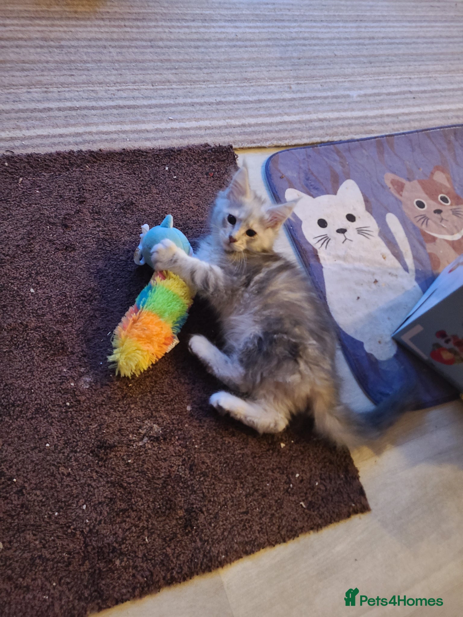 Maine Coon cats 7 adorable pedigree maine coon kittens - Advert 9