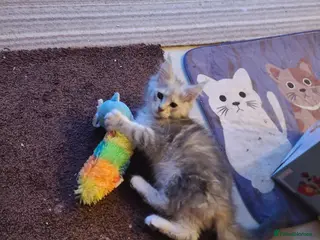 Maine Coon cats 7 adorable pedigree maine coon kittens - Advert 5