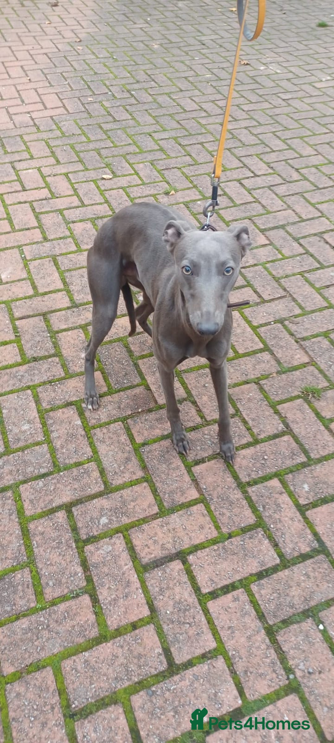 Whippet dogs for sale: Blue 6 - Advert 2