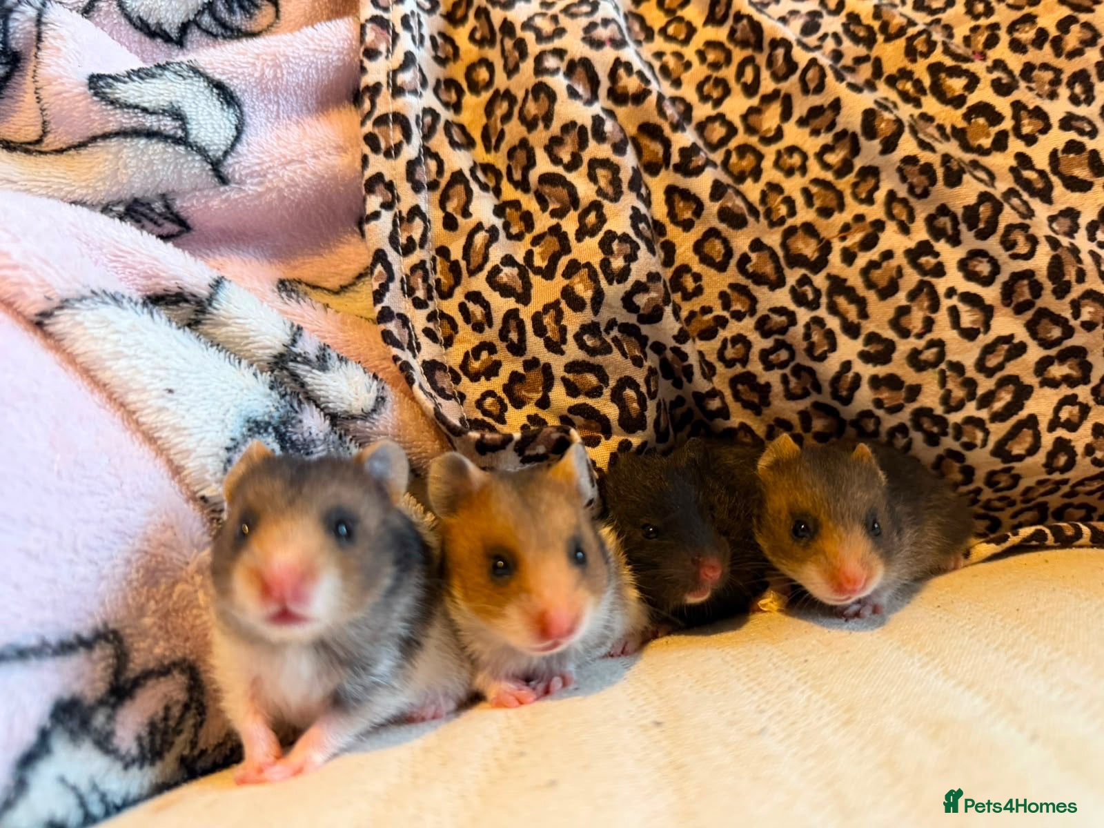 Hamster rodents Baby Syrian Hamsters - Advert 1