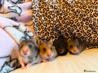 Hamster rodents Baby Syrian Hamsters - Advert 1