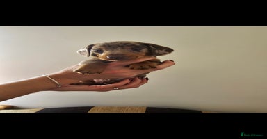 Miniature Dachshund dogs - Advert 4