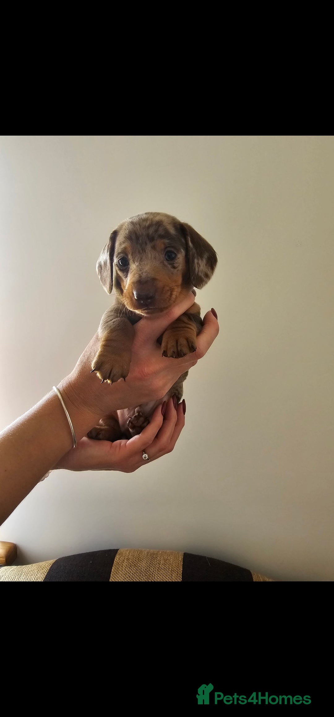 Miniature Dachshund dogs for sale: *CHAMPION LINES* Miniature Dachshund puppies - Image 3