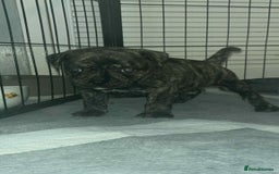 Mixed Breed dogs for sale: Staffy cross pugs  - Image 4