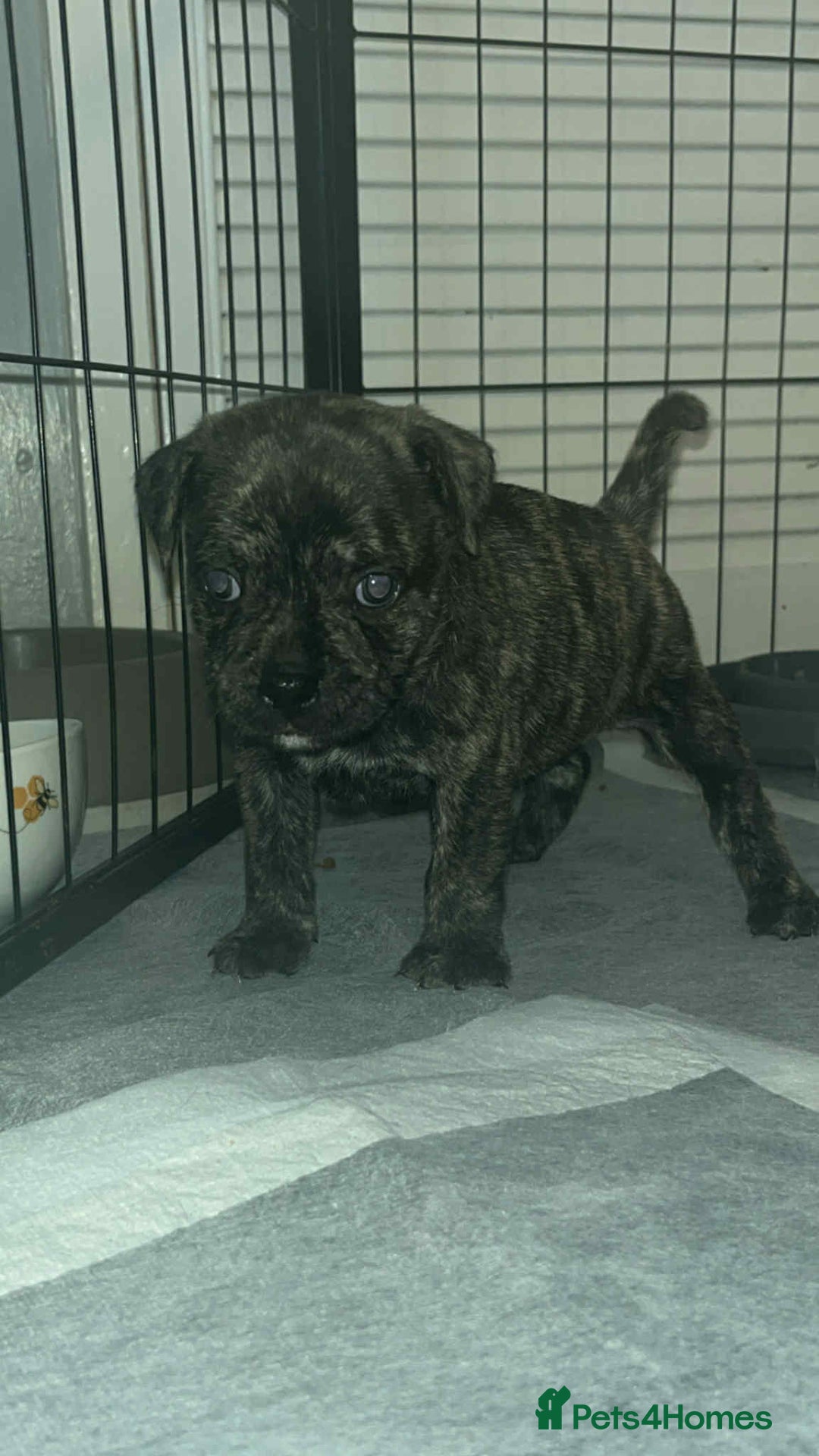 Mixed Breed dogs for sale: Staffy cross pugs  - Image 4
