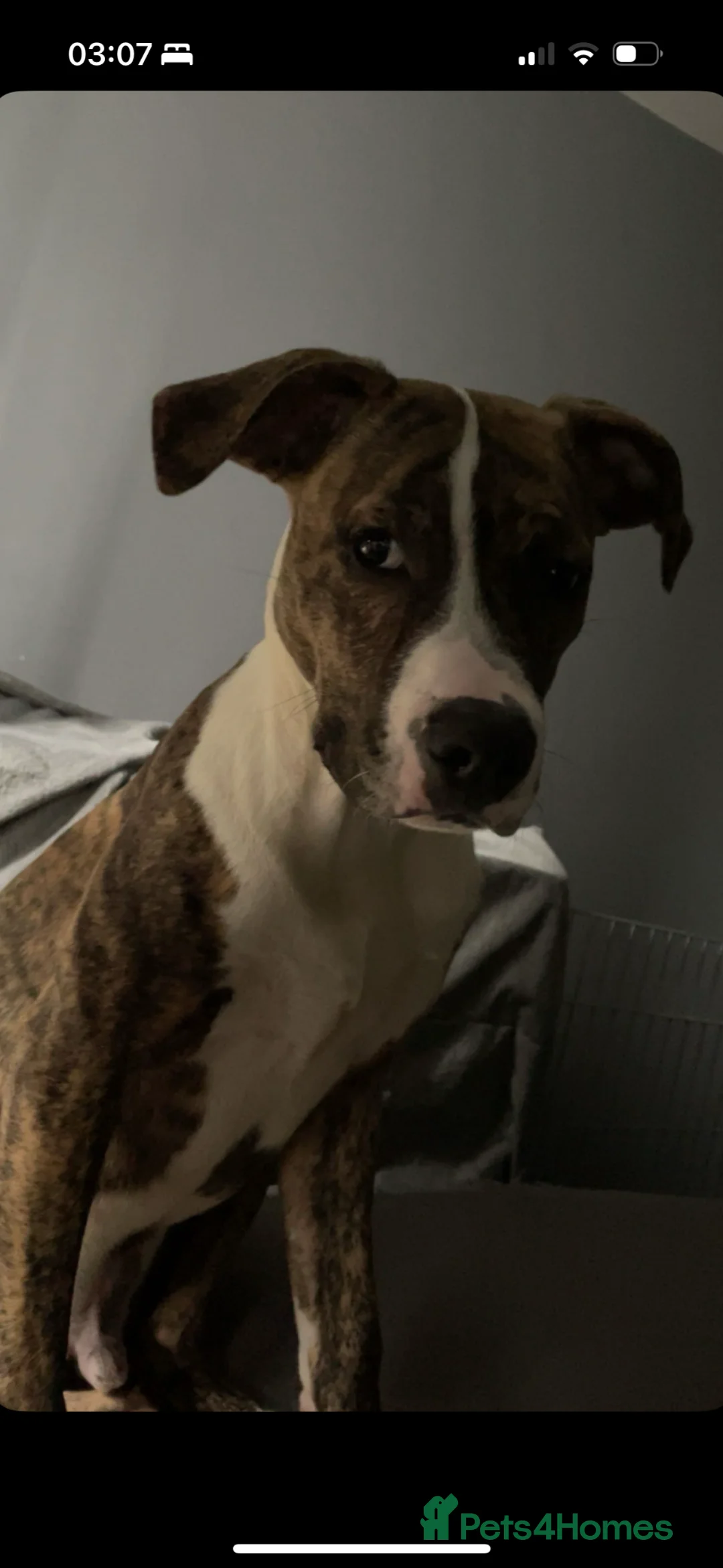 American Bulldog dogs for sale: Tyson in Liverpool - Advert 1