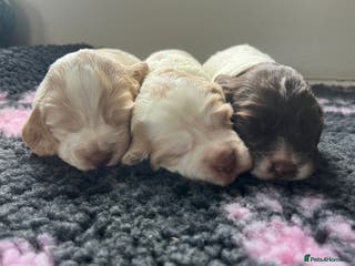 Cocker Spaniel dogs 3 Stunning Working Cocker Spaniel Boys 🐶 - Advert 15