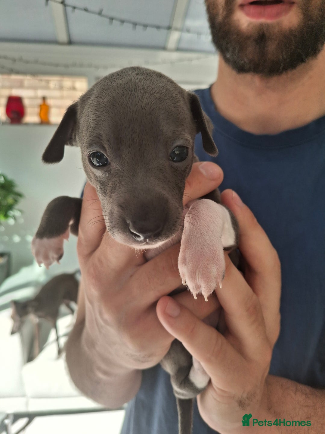 Italian Greyhound dogs for sale: Classic Italian greyhound babies  - Image 2