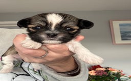 Lhasa Apso dogs for sale: Lhasa Apso Puppies for sale - Image 5