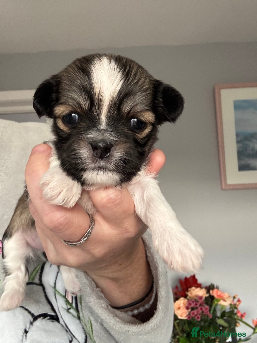 Lhasa Apso dogs for sale: Lhasa Apso Puppies for sale - Image 5