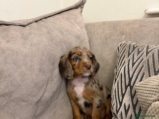 Cocker Spaniel dogs Cocker spaniel puppies - Advert 3