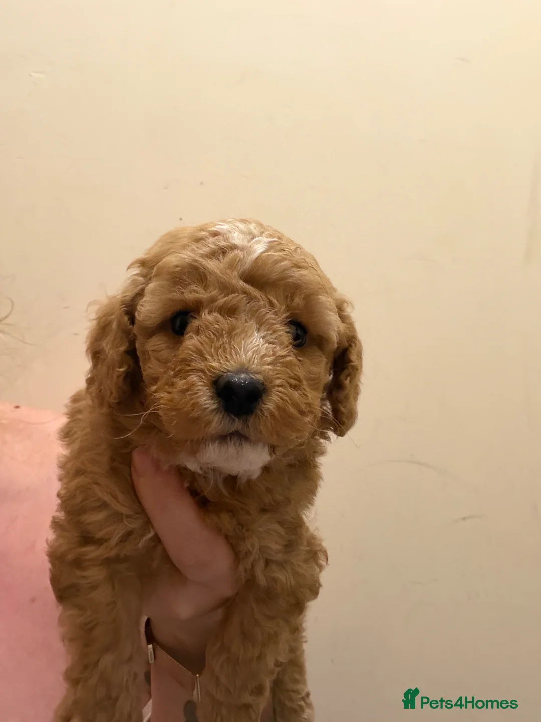 Cockapoo dogs for sale: Gorgeous cockapoo puppies, small / toy size - Advert 2