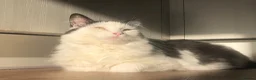 Maine Coon cats for sale: 5 year old Frank Maine Coone in Chippenham - Advert 3