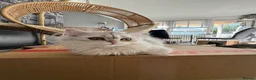 British Shorthair cats for sale: British Shorthair & longhair Chinchilla available  - Advert 28