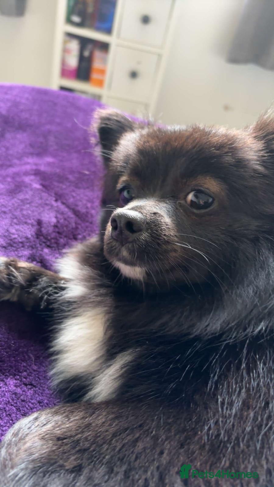 Pomeranian dogs Lovely dog - Advert 3