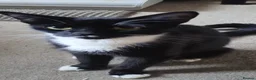 Mixed Breed cats for sale: Fluffy Kittens for sale - Advert 3