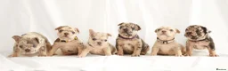 French Bulldog dogs for sale: Beautiful Frenchie Puppies Raised with Love 🐾 - Advert 1