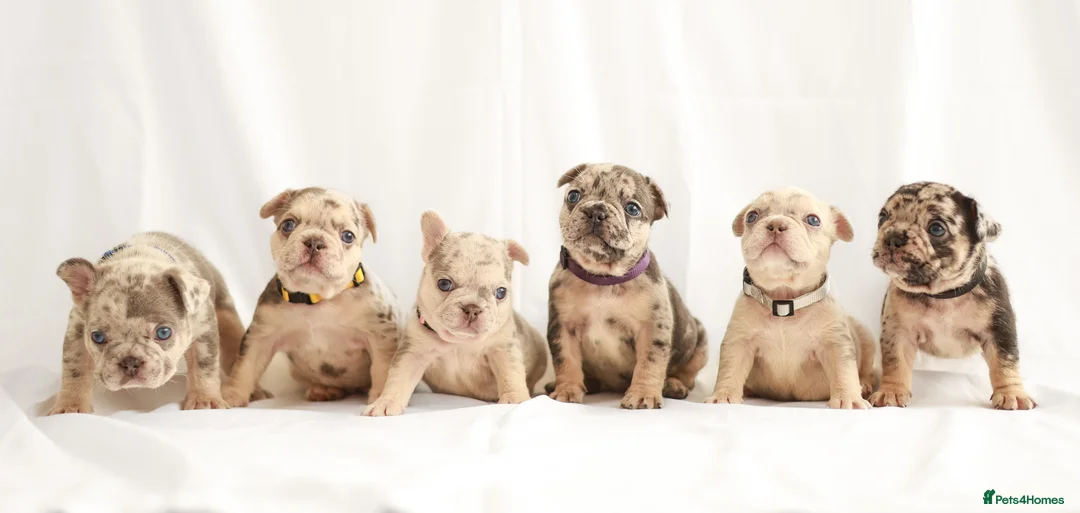French Bulldog dogs for sale: Beautiful Frenchie Puppies Raised with Love 🐾 - Advert 1