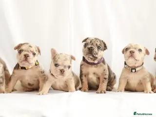 French Bulldog dogs for sale: Beautiful Frenchie Puppies Raised with Love 🐾 - Advert 1