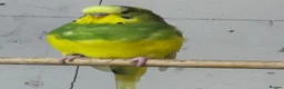 Budgerigars birds for sale: Budgies  - Advert 4